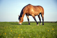 How to Feed an Overweight Horse for Weight Loss – [10 Tips]