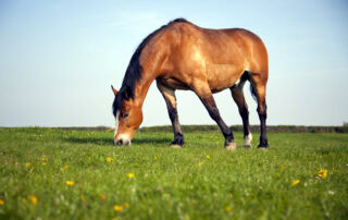 How to Feed an Overweight Horse for Weight Loss