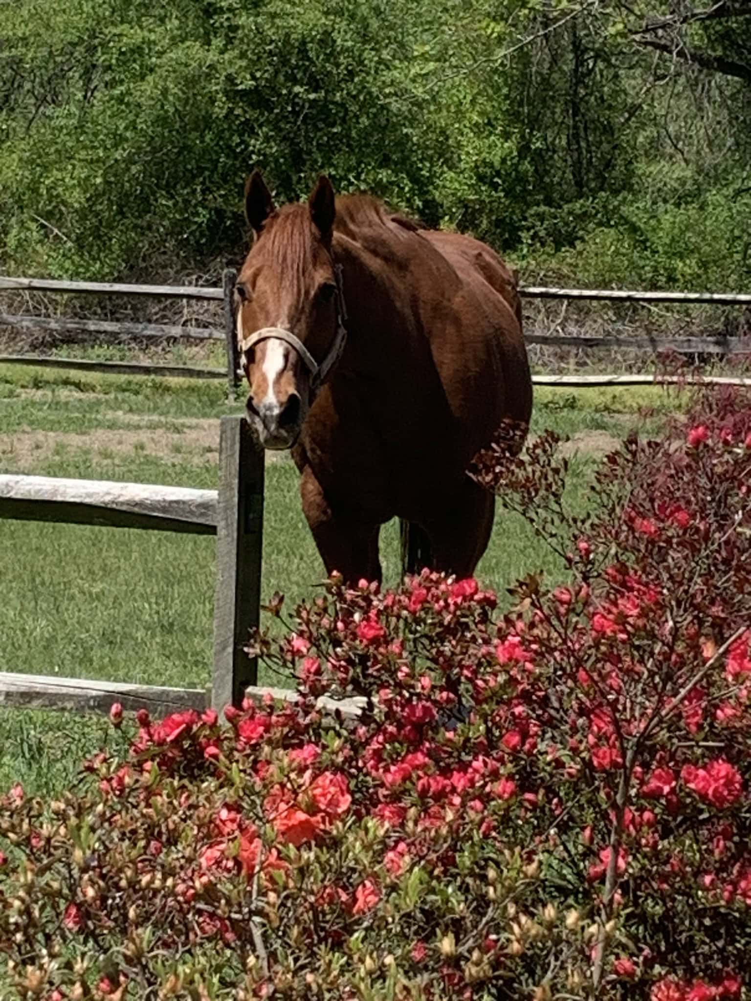 Country Girl Transport - Horse Show