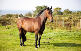 Obesity in Horses