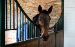 Stall Weaving in Horses