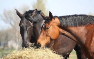 symptom-appetite-changes-in-horses