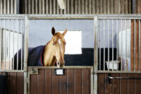 Equine Asthma: Symptoms, Diagnosis, Treatment & Management