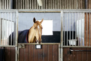 Equine Asthma: Symptoms, Diagnosis, Treatment & Management