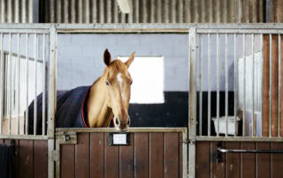 Equine Asthma
