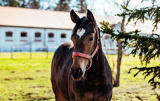 Equine COPD Causes Symptoms Treatment