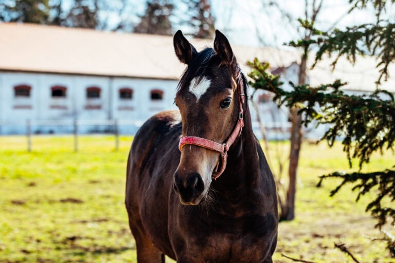 Equine COPD Causes Symptoms Treatment