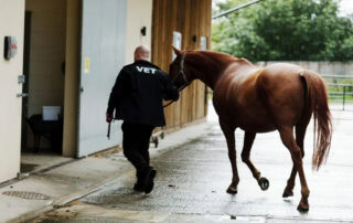 Equine Herpesvirus Infection