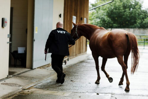 Equine Herpesvirus Infection