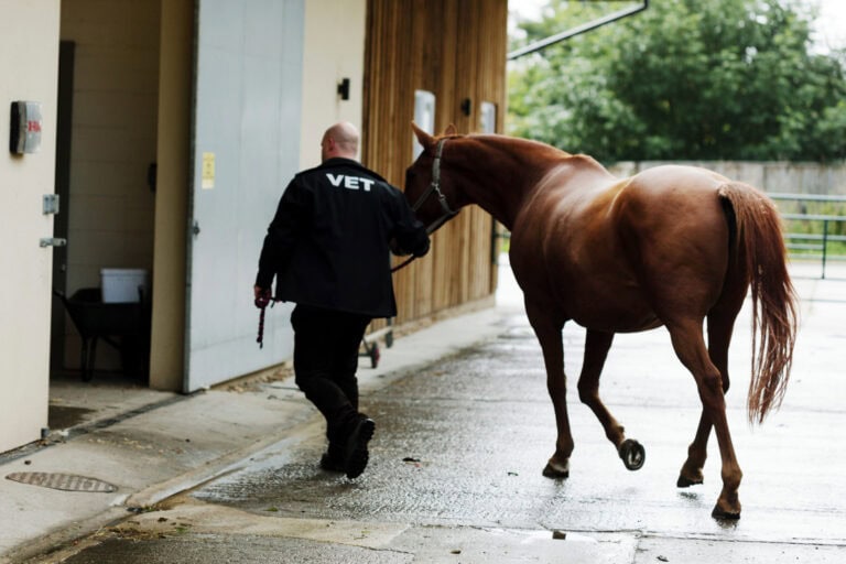 Equine Herpesvirus Infection