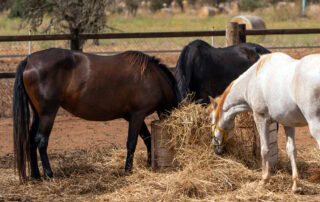 Feeding Straw to Horses