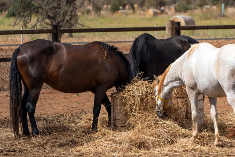 Feeding Straw to Horses
