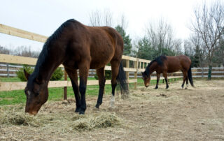 Forage Identification for Horses