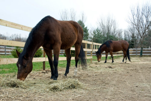 Forage Identification for Horses