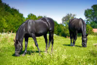 Fructans in Horse Forages: Do High-Fructan Grasses Cause Laminitis?