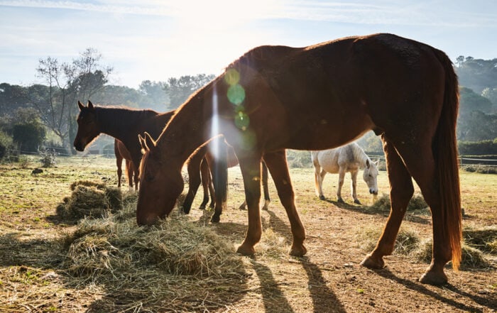 How Much Hay to Feed Your Horse