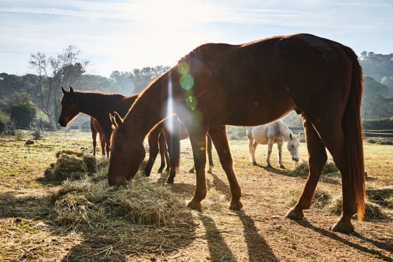 How Much Hay to Feed Your Horse