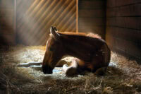 Sleep Deprivation in Horses: Signs, Causes & Management Strategies