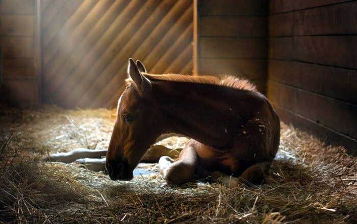 How Much Sleep Do Horses Need