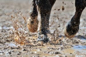 How to Manage Mud in your Horse’s Paddock – [Step-by-Step Guide]