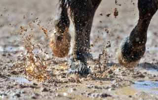 How to Manage Mud in your Horse’s Paddock