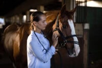 Common Antibiotics for Horses: Oral, Injectable & IV Drugs [List]