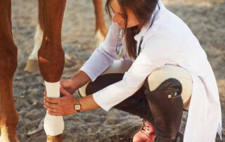 Lymphangitis in Horses