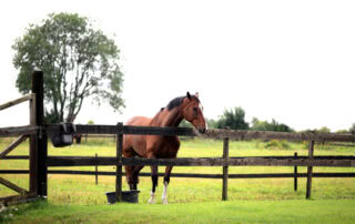 Paddock Paradise for Horses