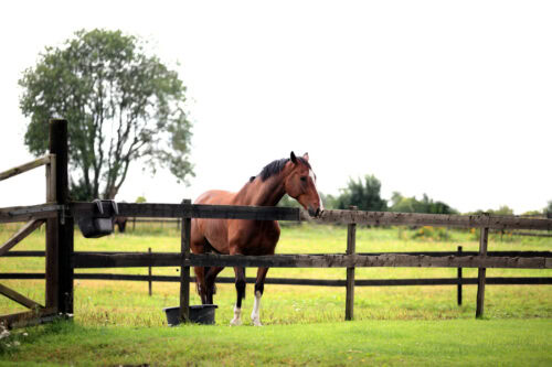 Paddock Paradise for Horses