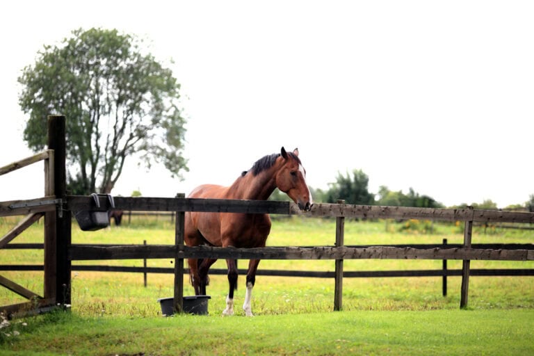 Paddock Paradise for Horses