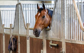 Stall Box Walking in Horses