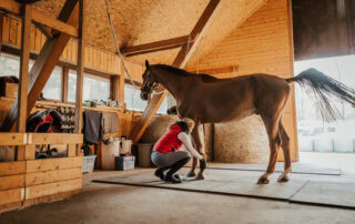Stocking Up in Horses