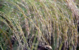 Teff Hay for Horses