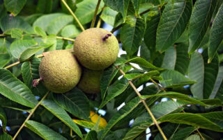 Black Walnut Tree Poisoning in Horses