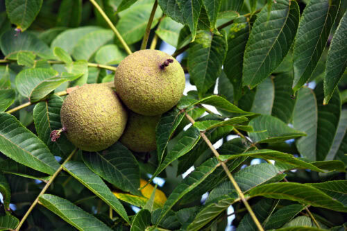 Black Walnut Tree Poisoning in Horses