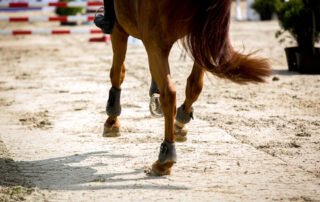 Bone Spavin in Horses