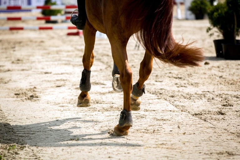 Bone Spavin in Horses