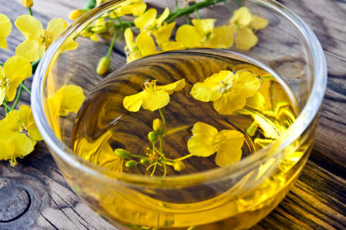 Canola Oil for Horses