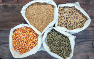 Carbohydrates in the Horse's Diet