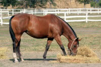 Hay Belly in Horses: Signs, Causes, and Treatments