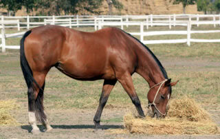 Hay Belly in Horses