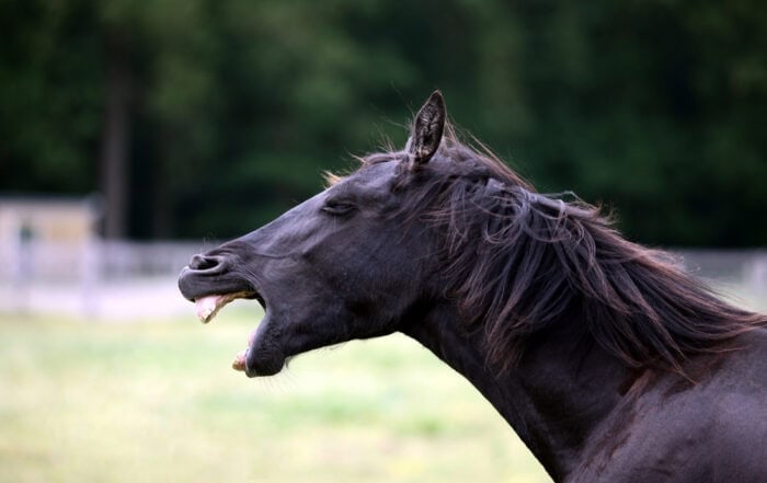 Horse Coughing