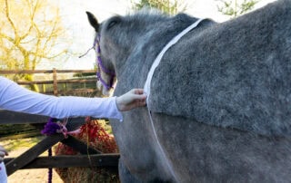 How To Estimate Your Horses Body Weight