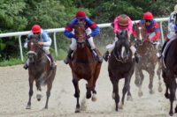 Lasix (Furosemide) for Horses with Bleeders: Uses, Dosage & Side Effects