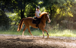Meaning of Soundness in Horses