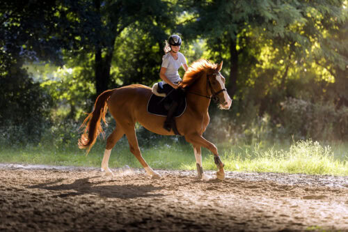 Meaning of Soundness in Horses