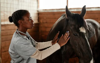 Pain Management in Horses