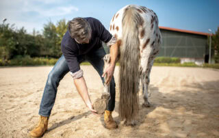 Stringhalt in Horses