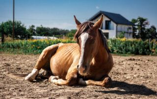 Equine Grass Sickness