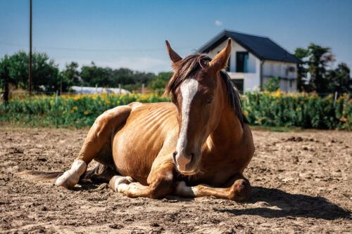Equine Grass Sickness